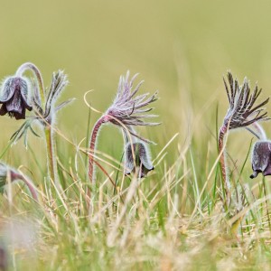 Koniklec luční (Pulsatilla pratensis,)06